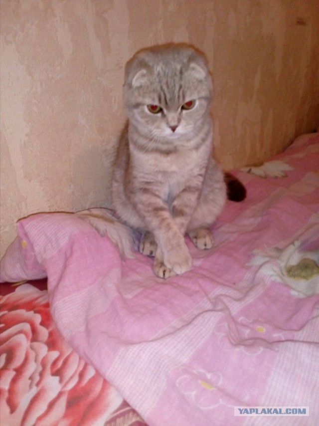 Котовторник 9.01.2018