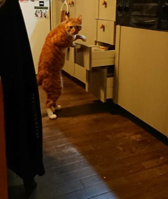 Прикольных котов пост