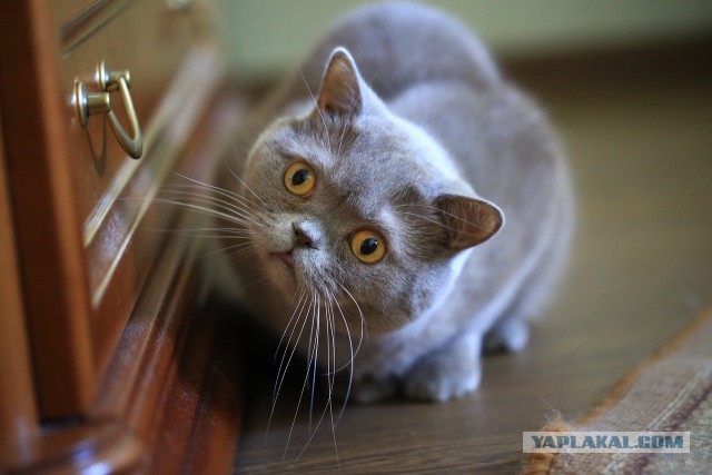 Котовторник 19.06.2018