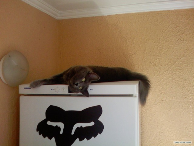 Котовторник!
