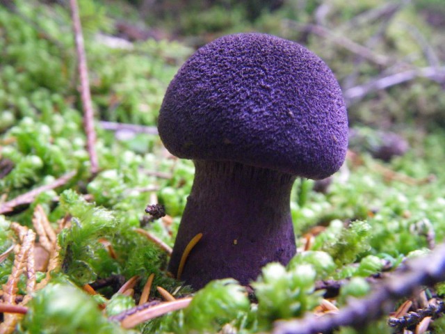 Самые красивые грибы: Фото, факты, описание