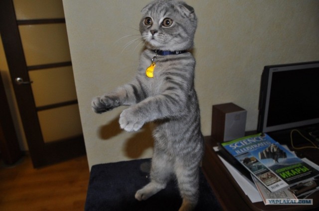 Начинаем котовторник!