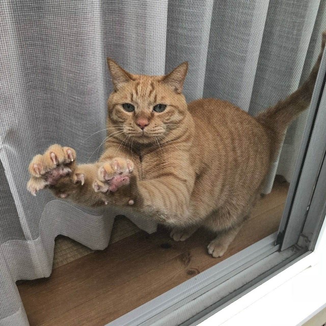 Прикольных котов пост