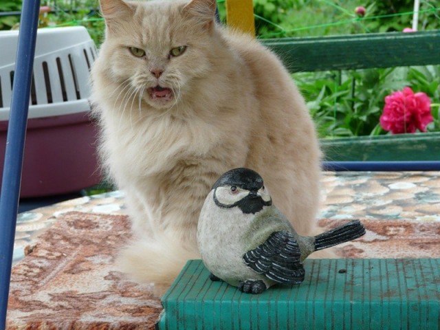Первый котовторник июля