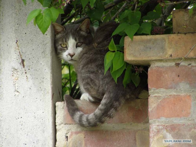 Котовторник в "КотоГетто"