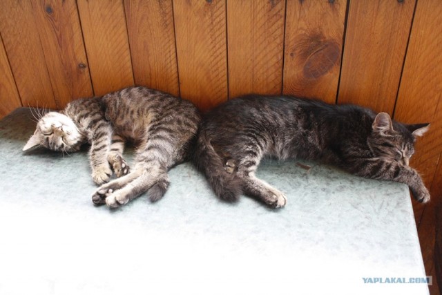 Котовторник 20.12.2011