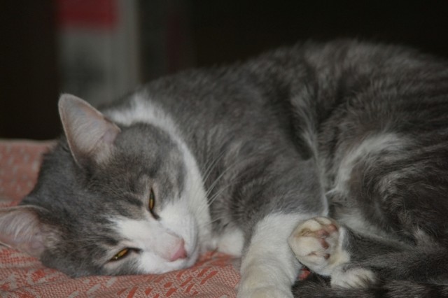 Первый КОТОВТОРНИК 2012