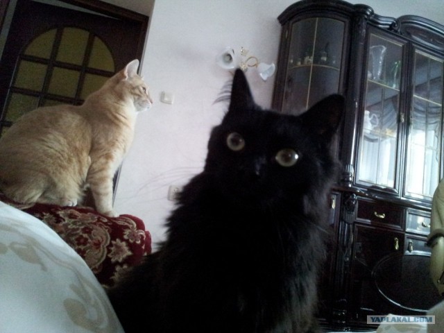 Котовторник (07.02.2012)