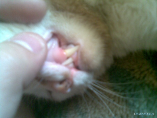 Котовторник 27.03.2012