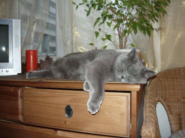 Котовторник 31.07.2012 г.