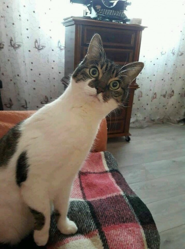 Прикольных котов пост