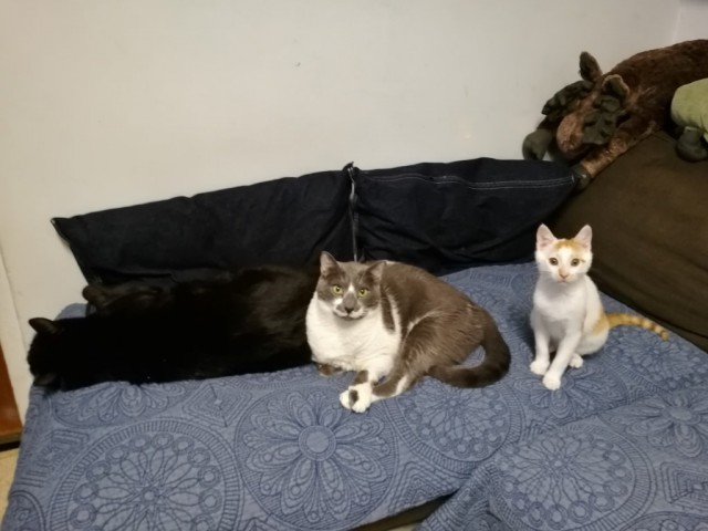 Трехцветное счастье