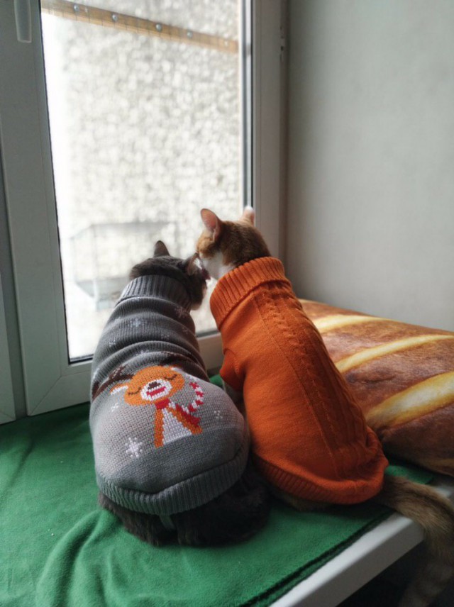 Прикольных котов пост