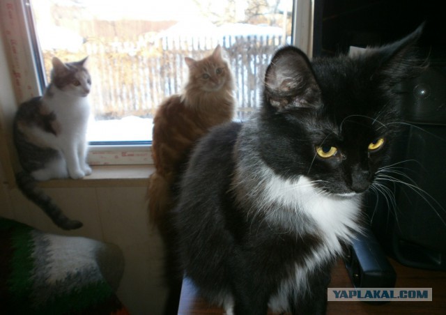Котовторник 19.02.2019