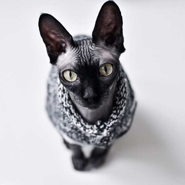 Забавные фото котеек