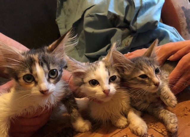 Забавные фото котеек