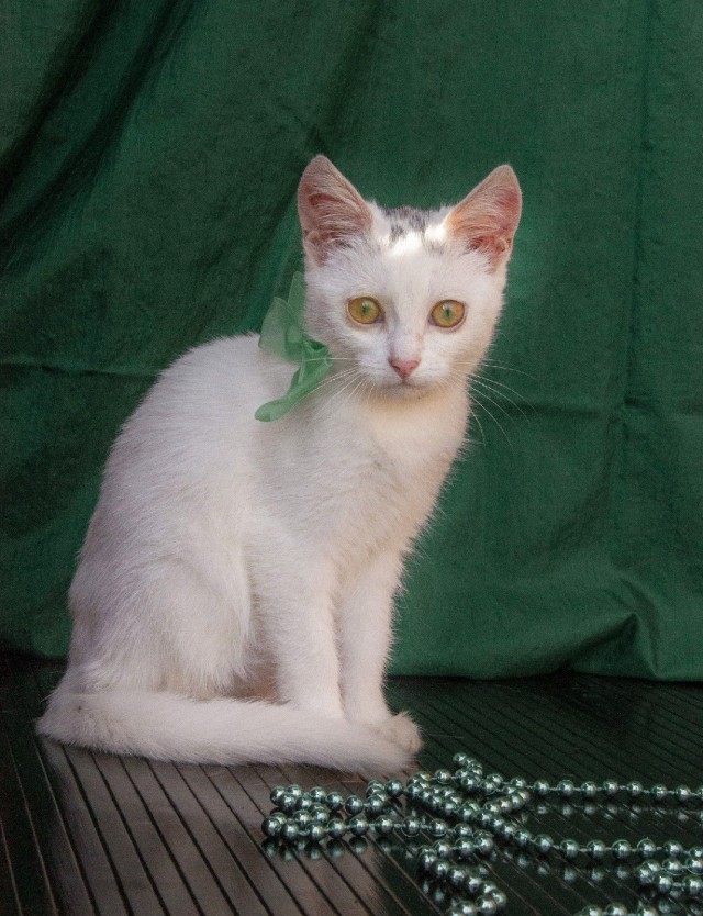 Забавные фото котеек