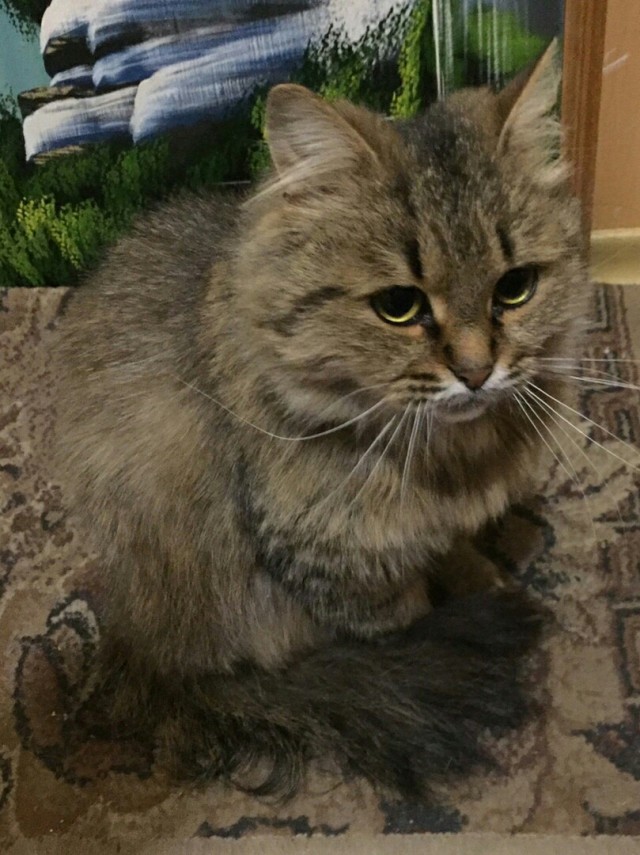 Забавные картинки с котами из сети