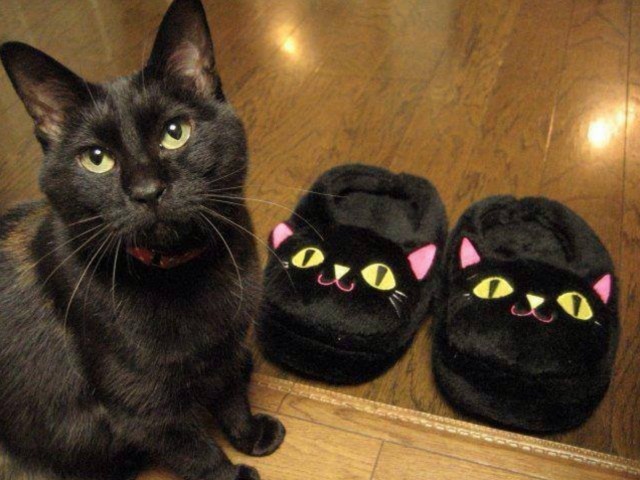 Котофеев пост
