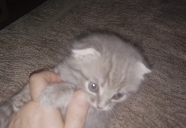 Кот несколько удивлен