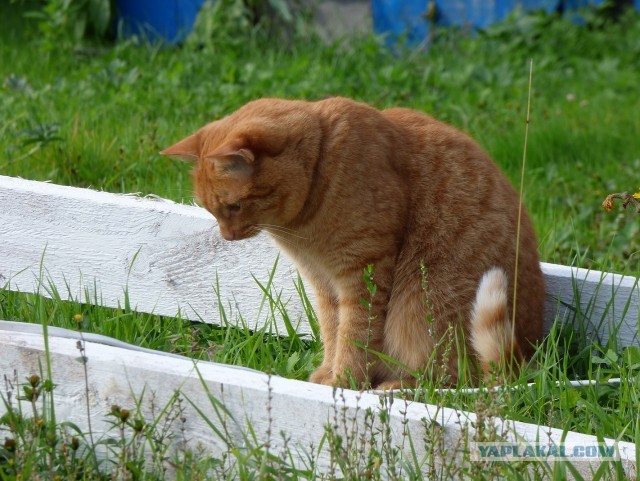 Котовторник 13.10.2020
