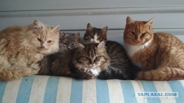 Котовторник 17.11.20