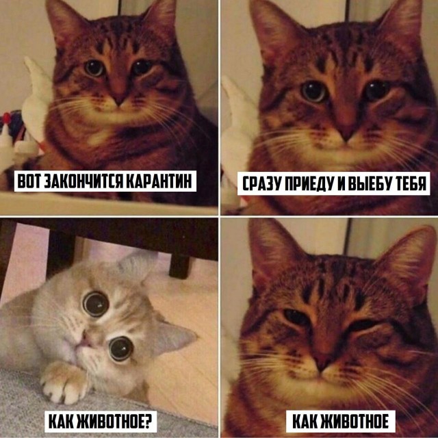 Аморалка light