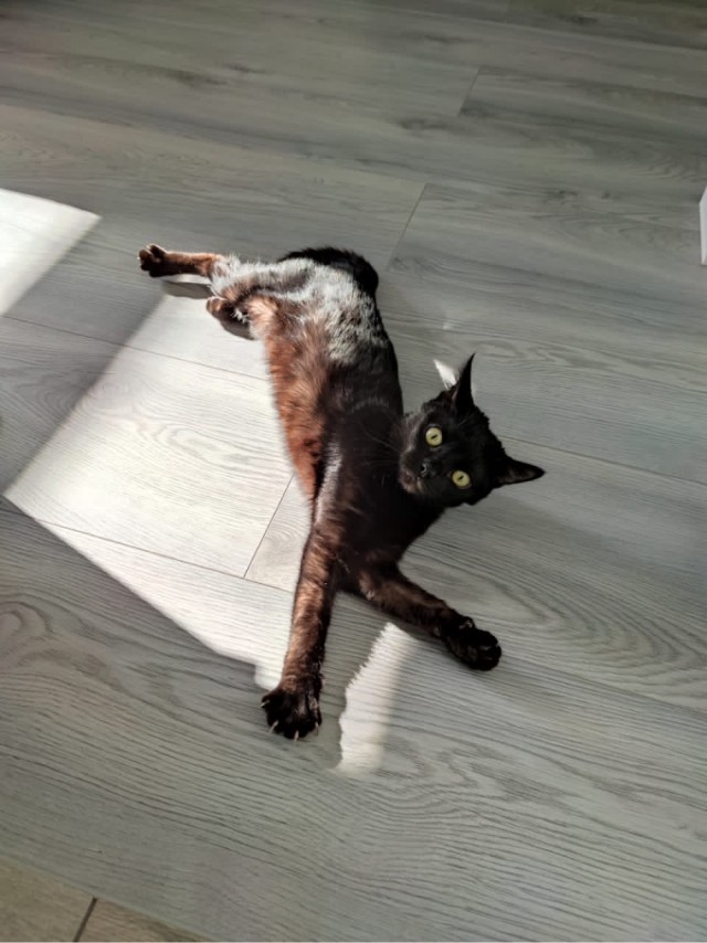 Котовторник!