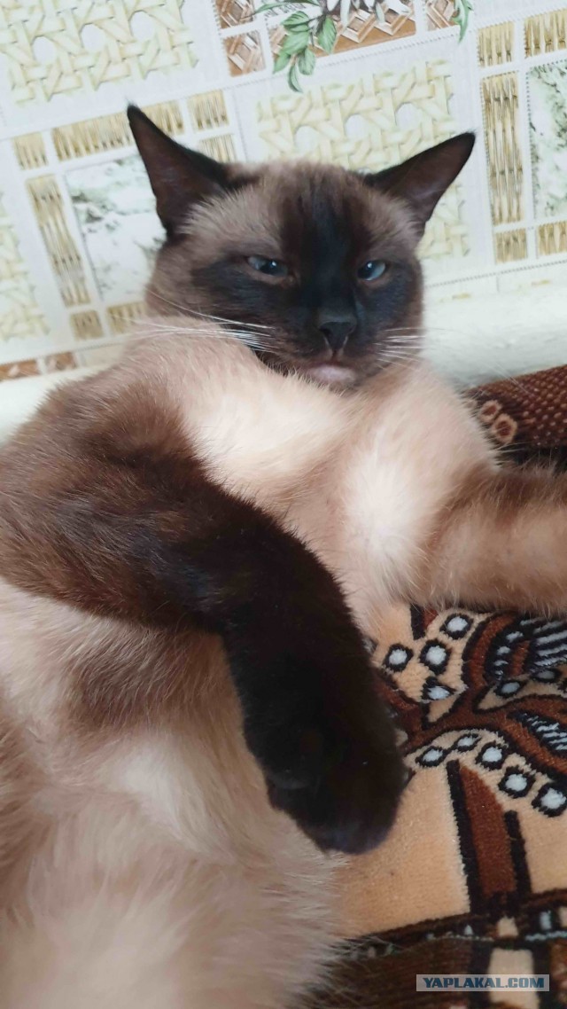 Даешь котовторник!