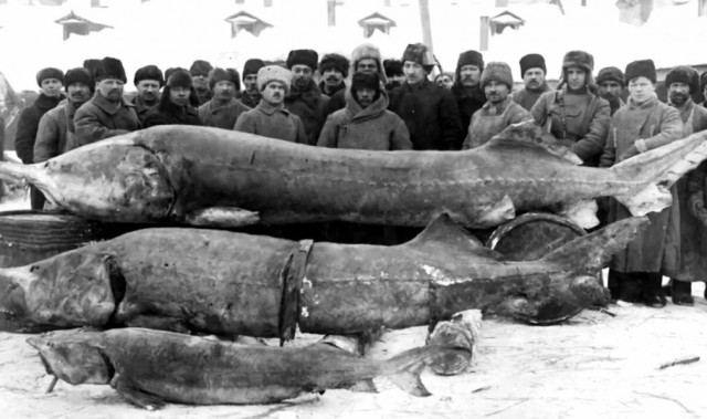 Исчезла рыба в Волге и других реках. Причина этого и кто виноват