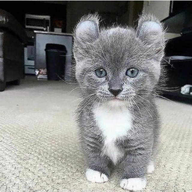 Всемирный день кошек