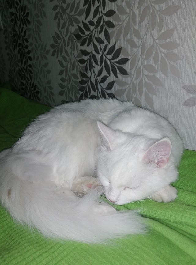 Мой самый первый КОТовторник!