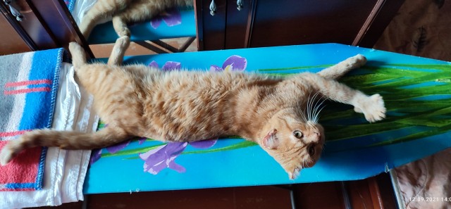 Котовторник же уже наступил?