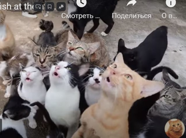 Когда котики получают рыбов