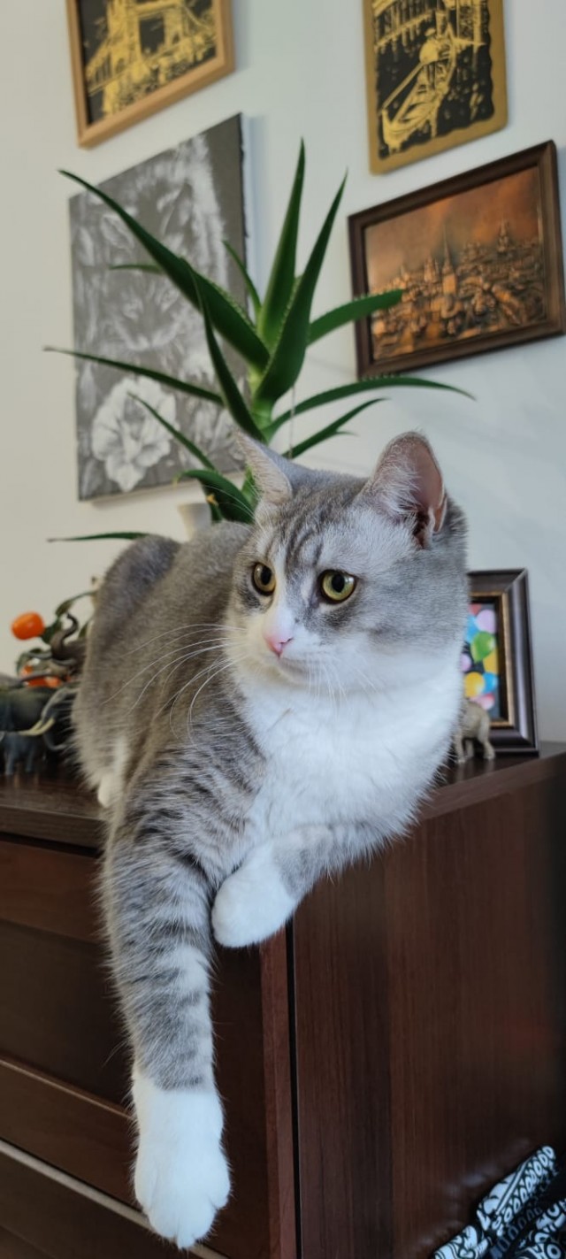 Котовторнику быть