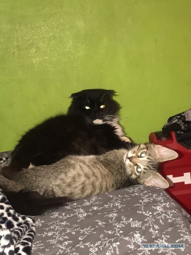 Котовторнику посвящается