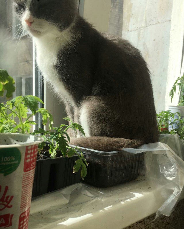 Ну, поехали в котоввторник!