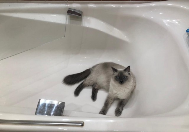 А вот и котовторник 24.05.2022
