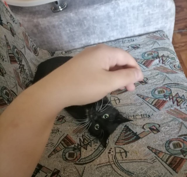 Котопятница!
