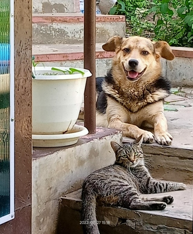 Прогнать кота невозможно