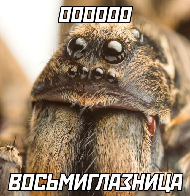 Картинки и мемы для настроения - 009