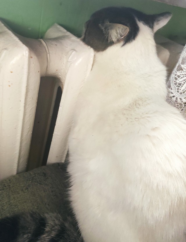 Котя. Дикий кот. А может не дикий