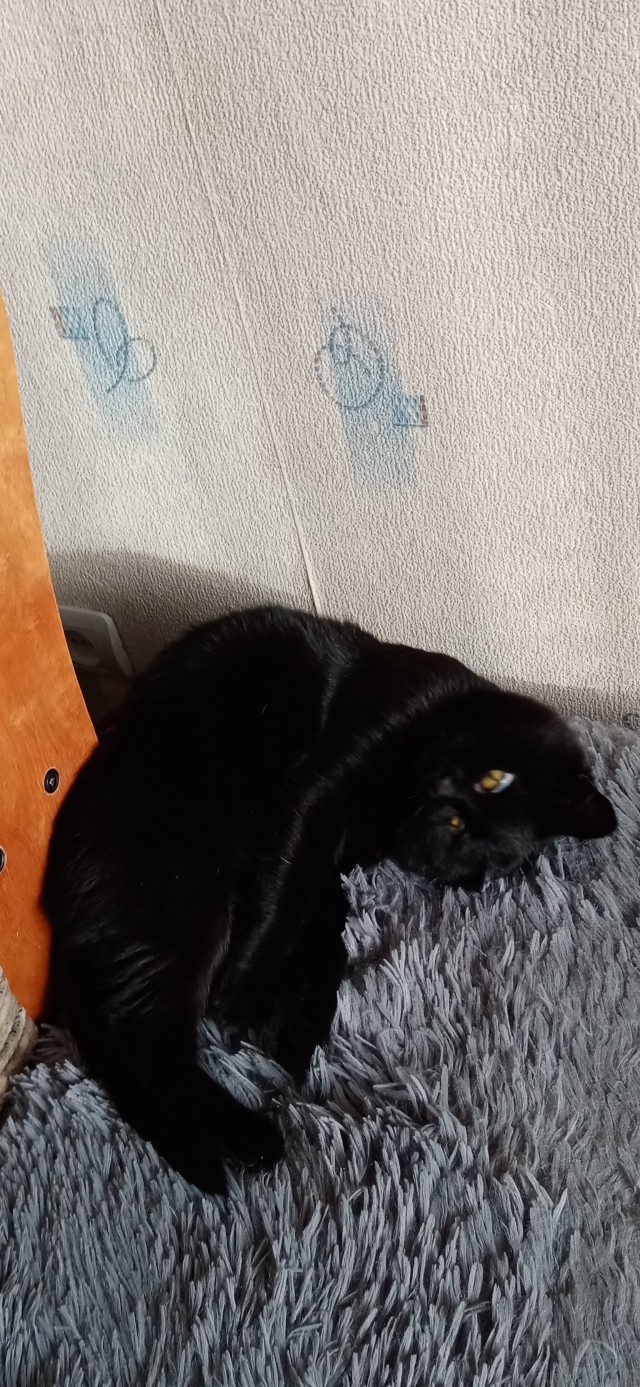 Котовторник 1.11.22