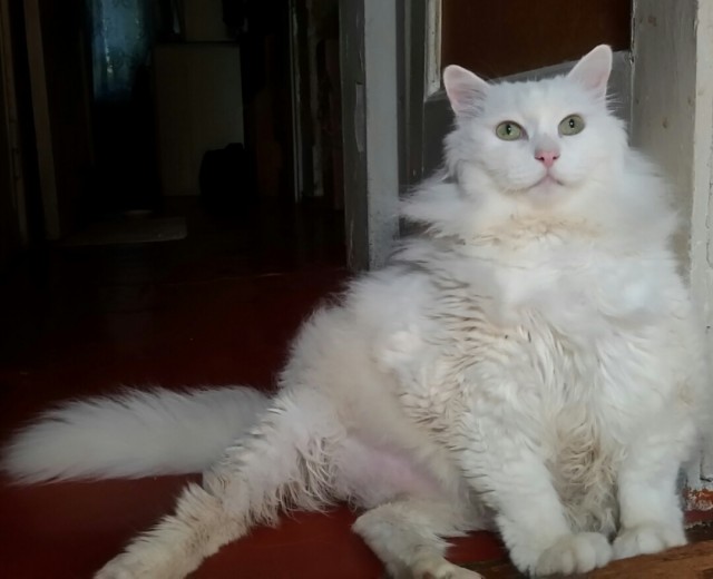 Вторник, ваши коты и кошки в студию