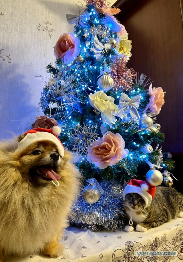 Выкладывайте свои елки!