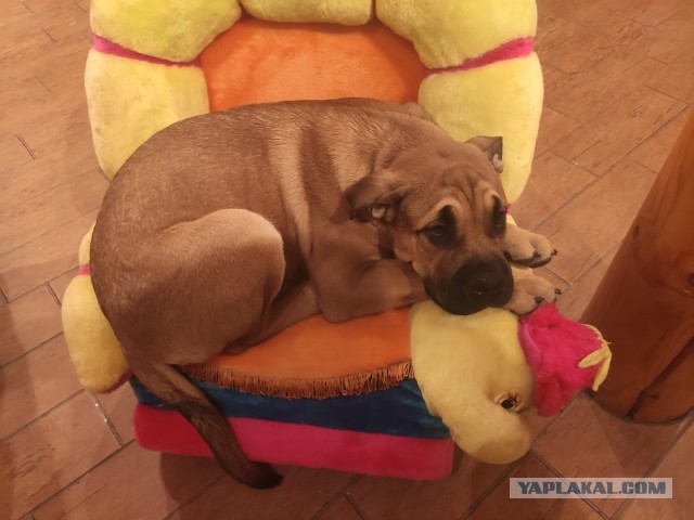 Ка Де Бо и Аусси