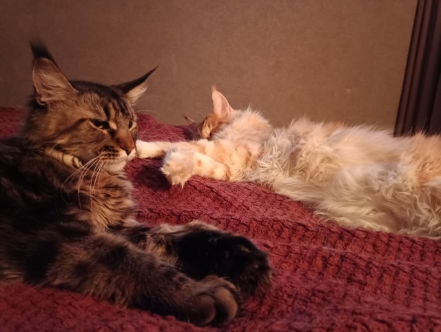 Кошка