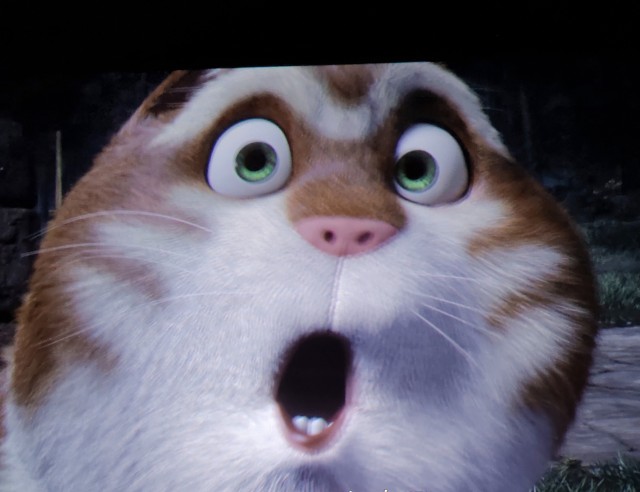 Мой кот
