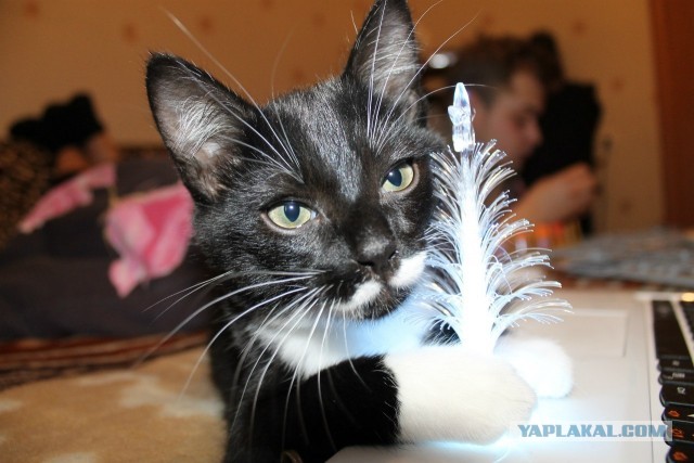 Котовторник 26.03.2013