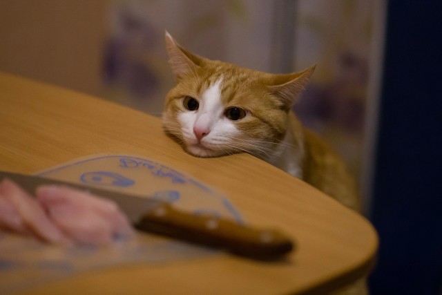 Вы хочите кошек, их есть у меня...